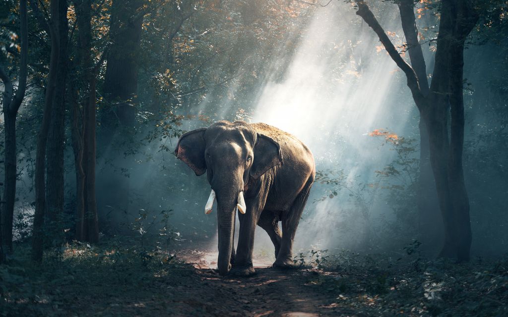 Elephant.jpeg